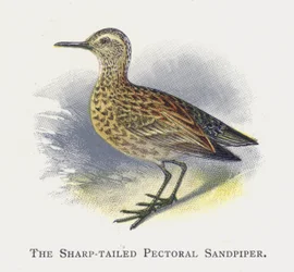 The Sharp-tailed Pectoral Sandpiper
